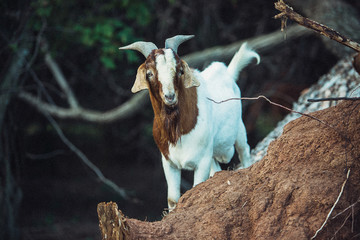 Closeup of a goat on a fallen tree