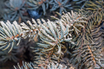 needles of spruce in frost
