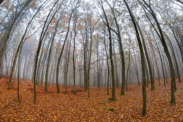 Fog in beech forest in autumn