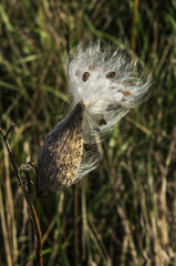 A plant that grows on the meadow. A mature fetus that throws seed. Roughness and tenderness in one place. Seed surrounded by silk fibers. Wind gusts carry seeds. The way of survival in a wild environm