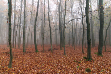 Foggy autumn beech forest