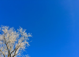 дерево в инее