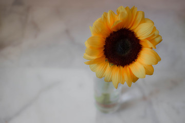 Sunflower. Beautiful yellow flower. Summer flowering plant.