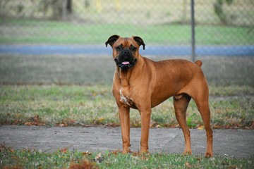 Close up of a boxer breed dog