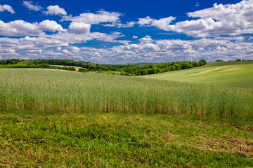 Fototapeta na wymiar summer agricultural landscape. A hilly cereal field under a blue cloudy sky with stems in the foreground