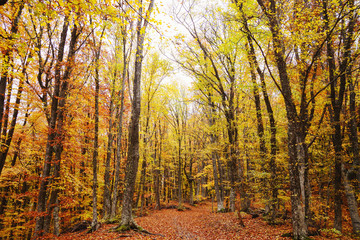 Autumn forest, path in the forest
