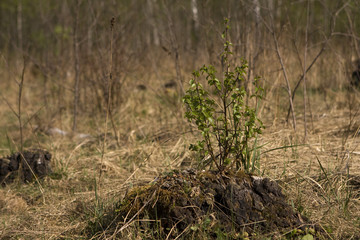 born new life