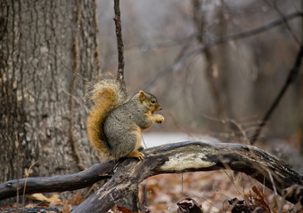 Squirrel perched on a log in the forest eating a nut