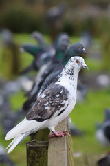 pigeon 8