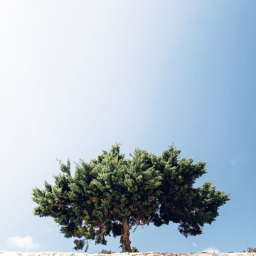 Alleinstehender Baum 