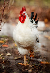 Петух на ферме