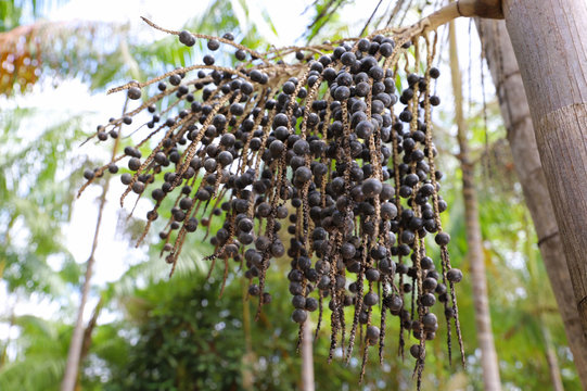 a&ccedil;a&iacute; Brazil fruit