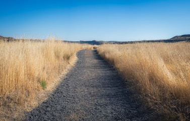 Fototapeta na wymiar Pathway through tall grass in the countryside 