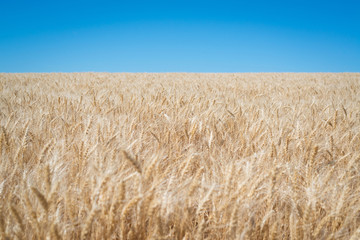 Wheat field in Washington State 
