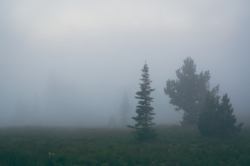 Dense fog on the mountainside 