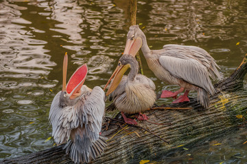 Behavior of beautiful dalmatian pelicans in the lake