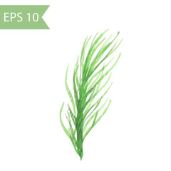 Vector watercolor pine branch isolated on white background.