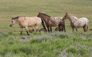 Group of horses in an open meadow with blue wildflowers.