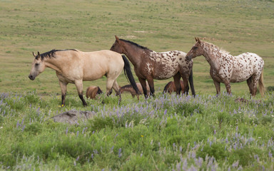 Fototapeta premium Group of horses in an open meadow with blue wildflowers.