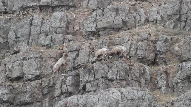 3 Bighorn sheep on the edge of a cliff as 2 butt heads and another hits one from behind.