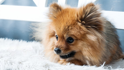 The panorama of pomeranian spitz is laying on the white plaid .Concept happy holiday and food