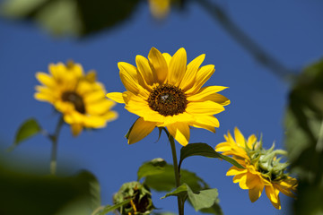 Sonnenblumen vor blauem Himmel