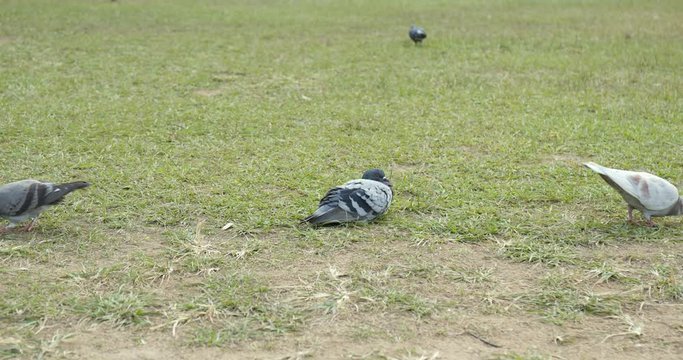 Pigeon on the grass in park
