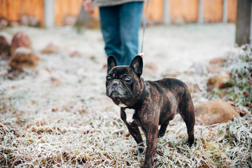French Bulldog on a winter walk