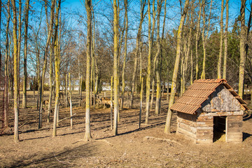 Naklejka premium home for deer