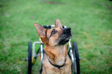 a dog on a wheelchair is walking 