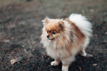 little pomeranian in the cold