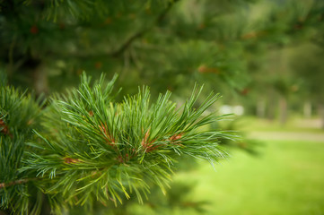 Beautiful green branch of a cedar on a green background. Selective focus.