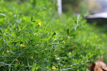 Beautiful fresh green grass with yellow little flowers in daylight