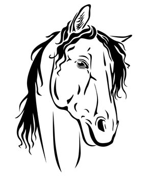 Horse muzzle portrait