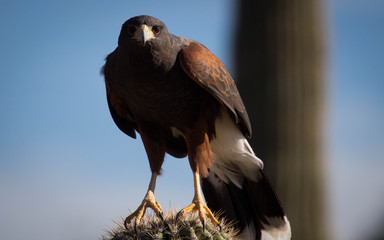 Harris's Hawk Stare Down