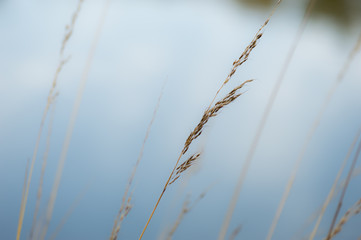 Tall Grass Near Pond