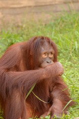 オランウータン