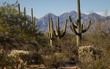 Cactus Forests along Loma Verde Trail