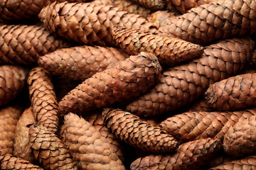 Texture of cone of fir trees.Closeup .Natural background