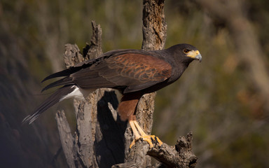 A Harris's Hawk in the Sonoran Desert
