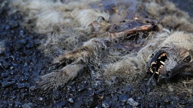 Dead dog lies on pavement near the highway