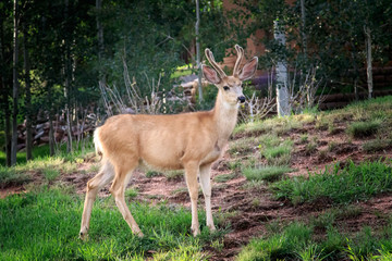 Mule Deer (Odocoileus hemionus) buck in velvet