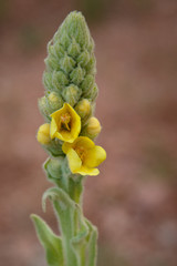 Common Mullein Flowers.(Verbascum thapsus) in Colorado