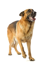 German shepherd