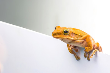 frog isolated on white background
