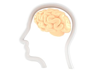 Brain with profil face