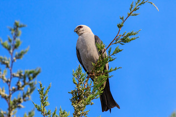 A Watchful Mississippi Kite (Ictinia mississippiensis) perched in a tree
