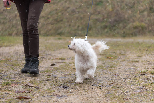 Chinese Crested Dog Powder Puff- Dog handler walking with dog in light snowfall in winter 