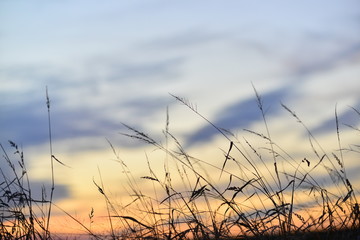 Reeds  at sunset in the  field
