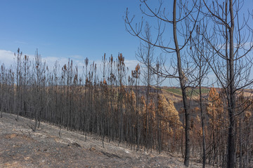 Burned forest in Portugal.
